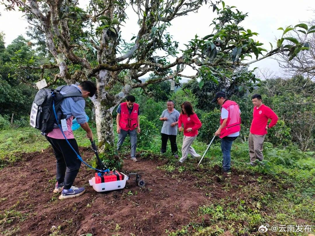 国内首家——“树木雷达”首次应用于勐海县古茶树保护领域