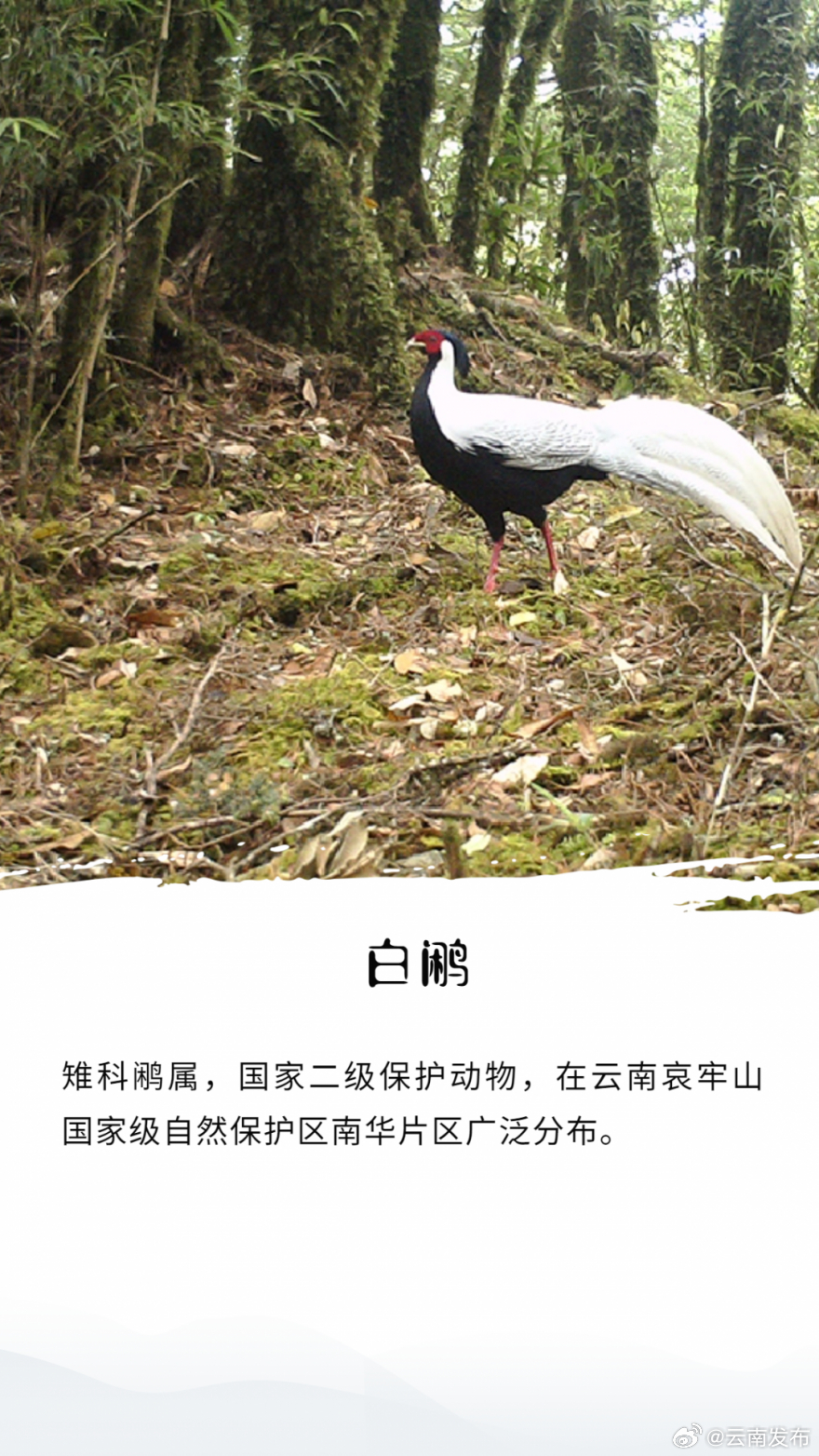 云南发布