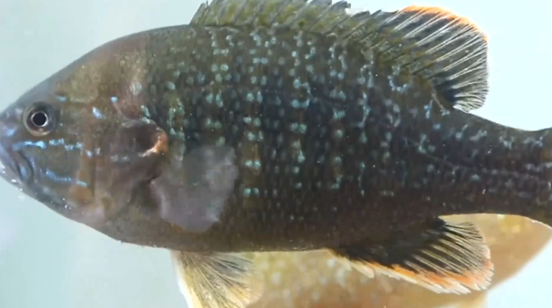 昆明信息港/cnkmxxg