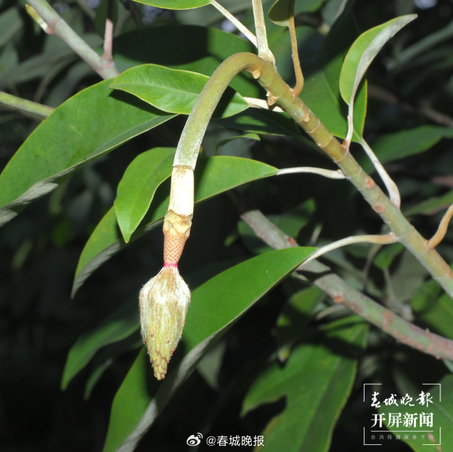 春城晚报