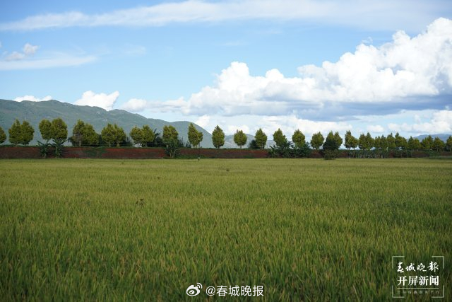 古韵新城 水墨石屏｜水稻旱种成效显 绿水青山入画来