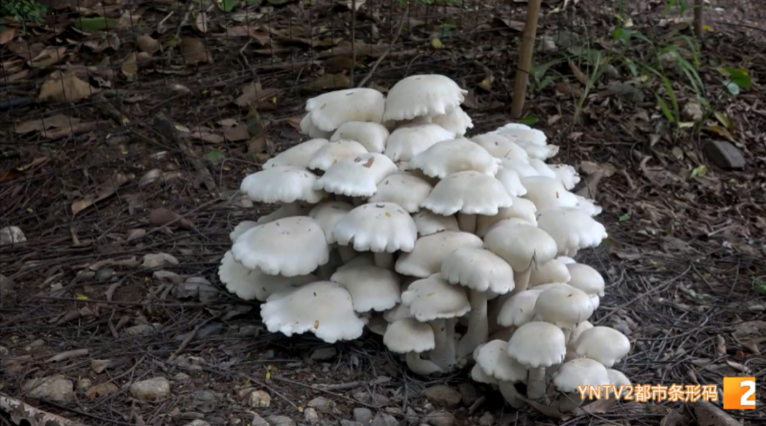 昆明信息港/cnkmxxg