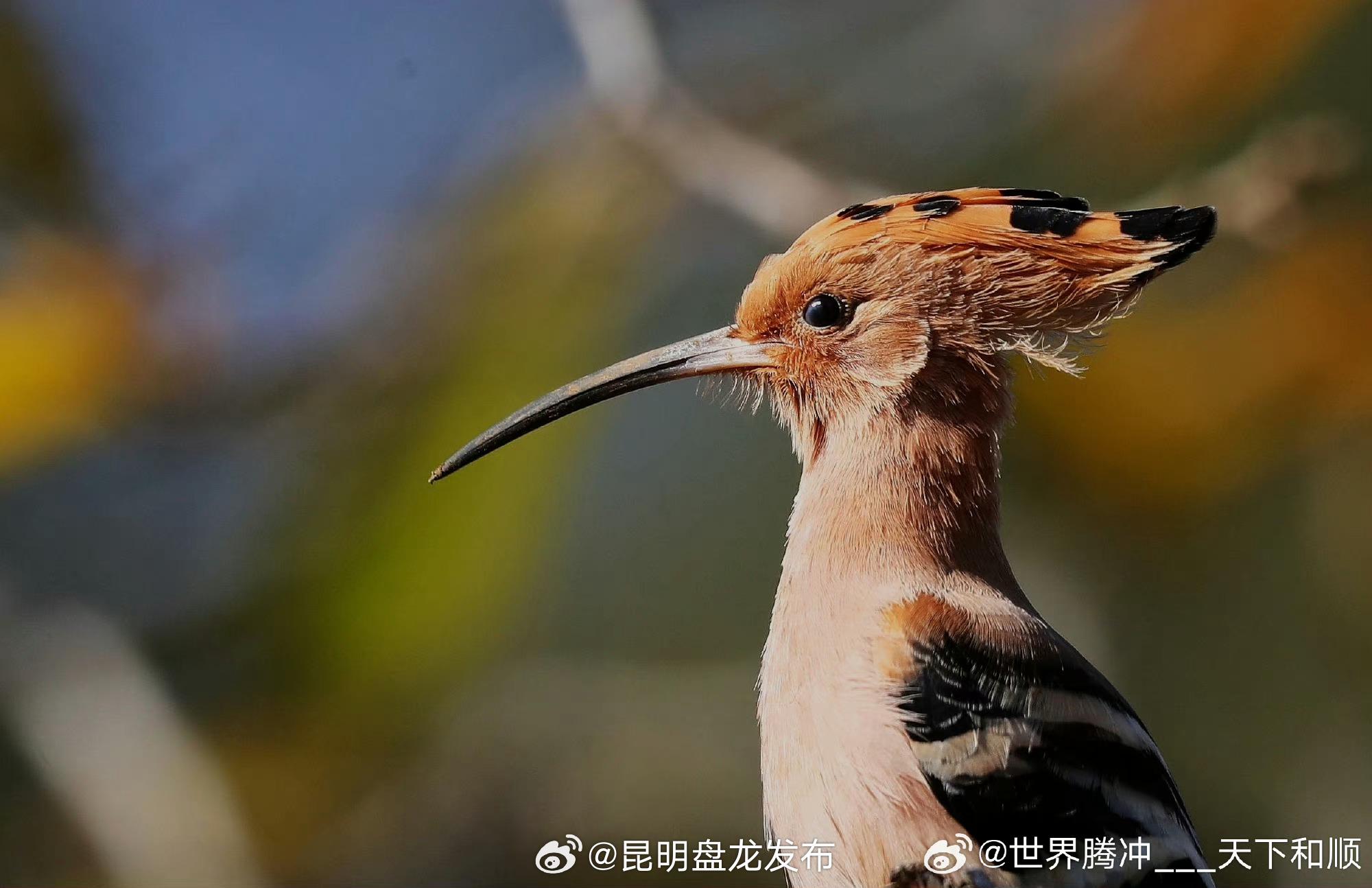 昆明盘龙发布