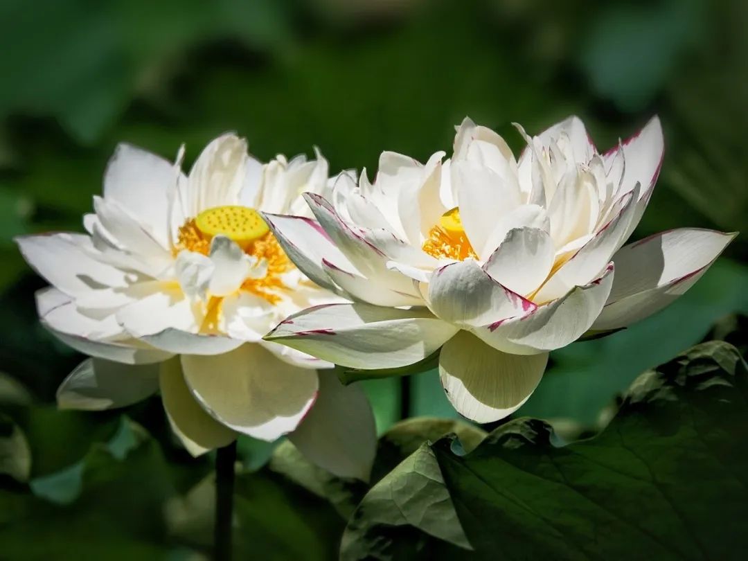 清风春城