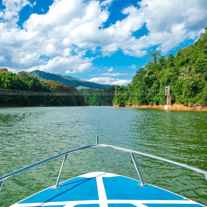 西双版纳望天树景区