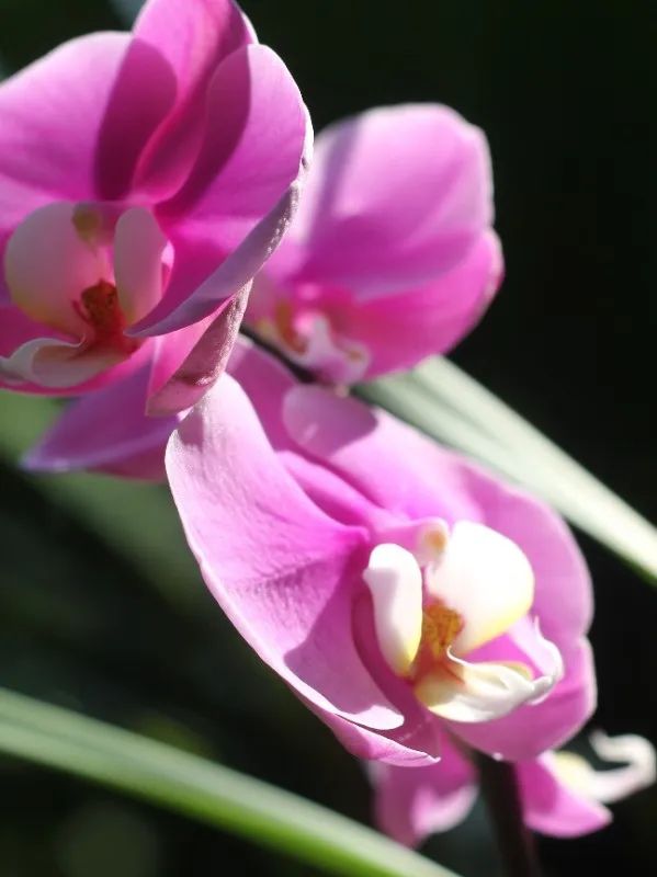 西双版纳望天树景区