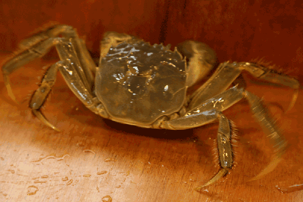 买河蟹一定要挑活的