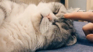 蜀黍每日分享—熬夜后的有效补觉方法 ：每熬夜2小时，午睡半小时