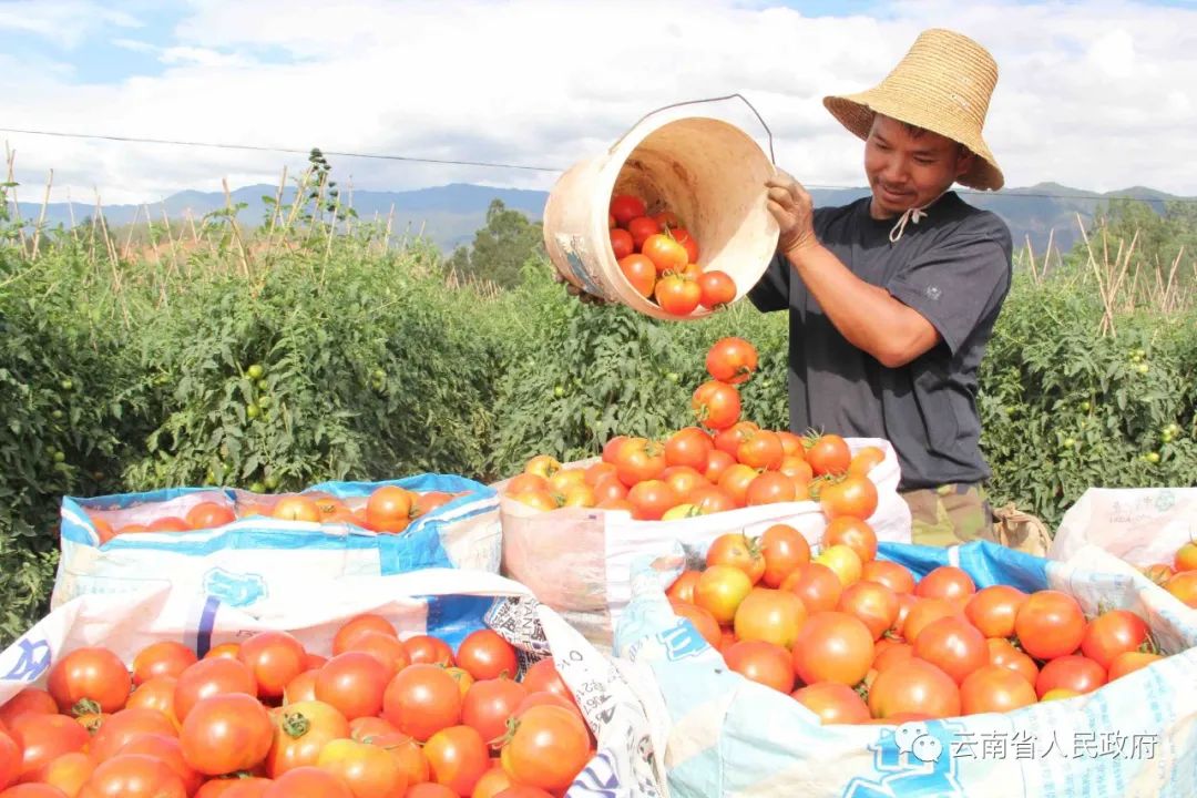 云南省人民政府网