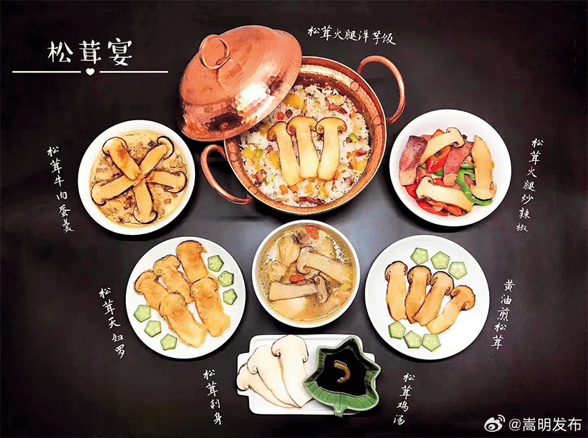 观云台·楚雄|一朵松茸的“自述”