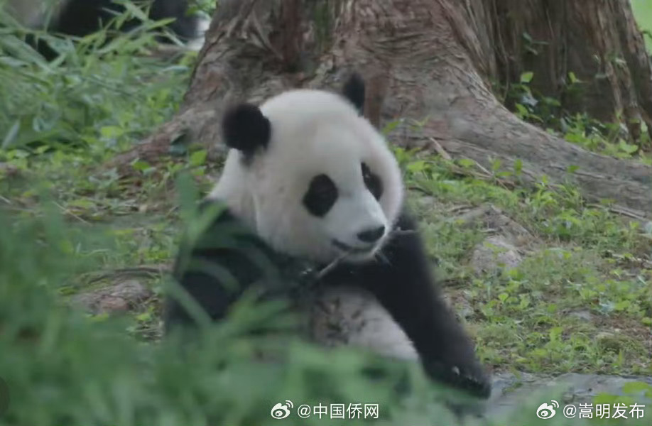 嵩明发布