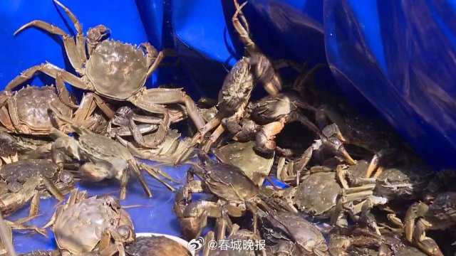 古韵新城 水墨石屏 | 石屏大闸蟹中秋即将上市