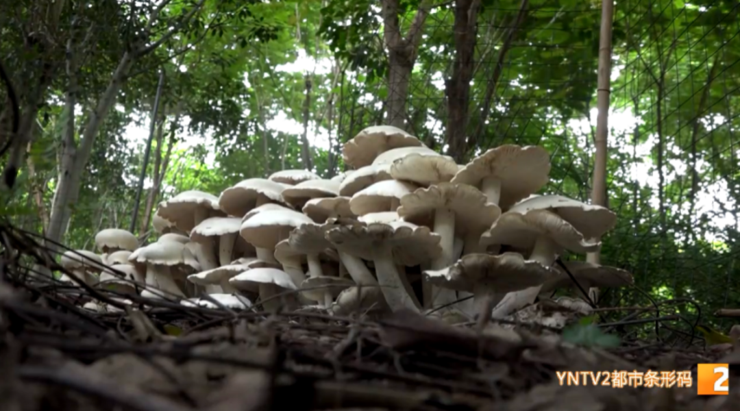 昆明信息港/cnkmxxg