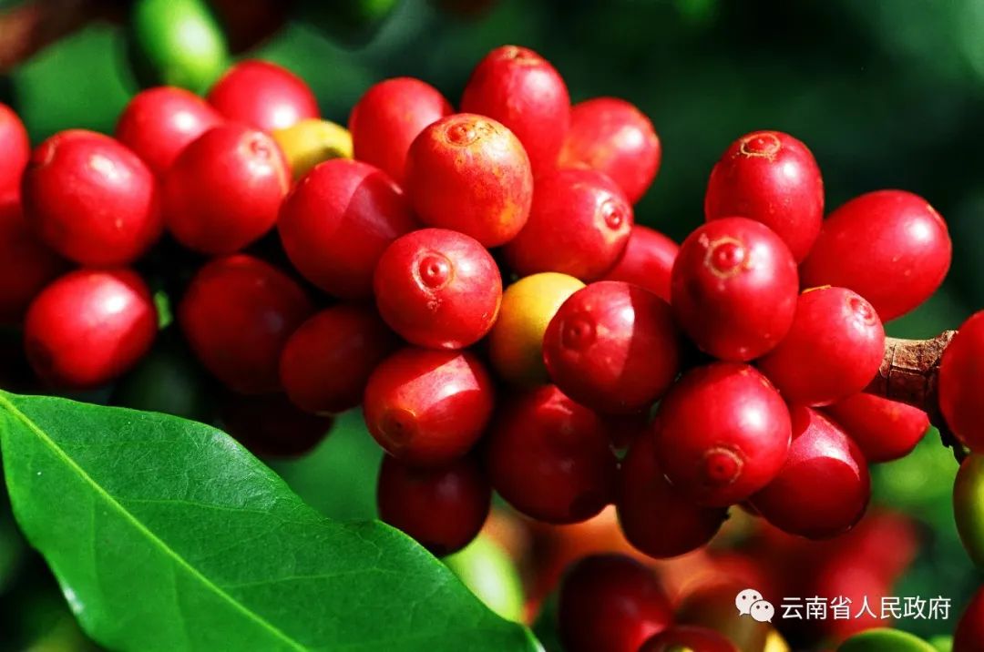 云南省人民政府网