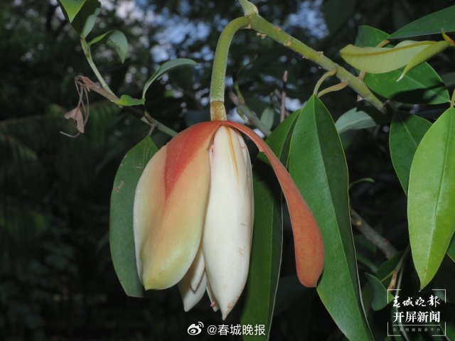 春城晚报