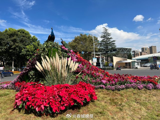 摆花布景扮靓春城！昆明四条主干道将更换100余万株时令花卉
