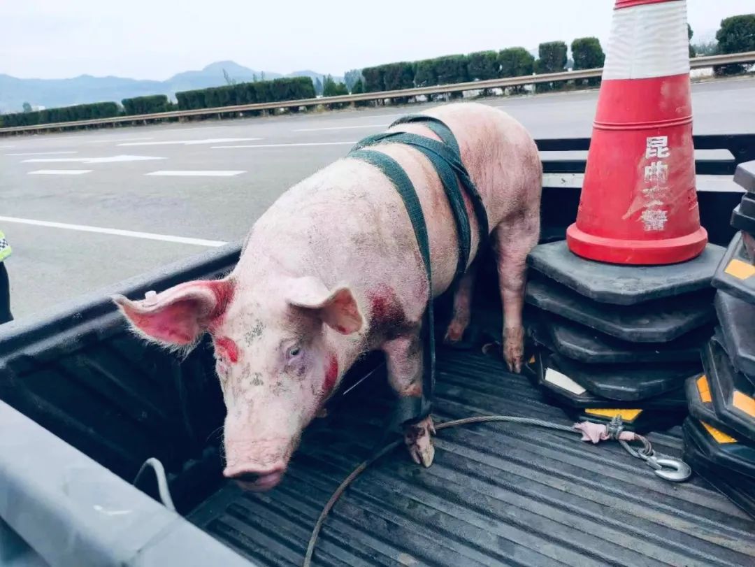 云南高速交警