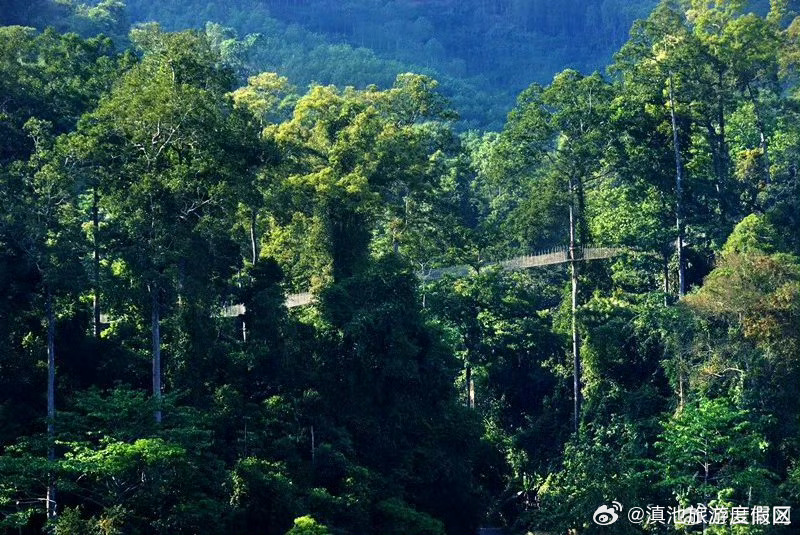 首届森博会落地云南为林草产业提档升级开创新局面