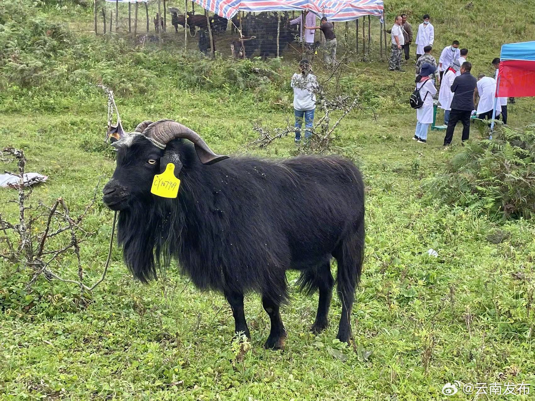 临沧永德再次发现临沧长毛山羊
