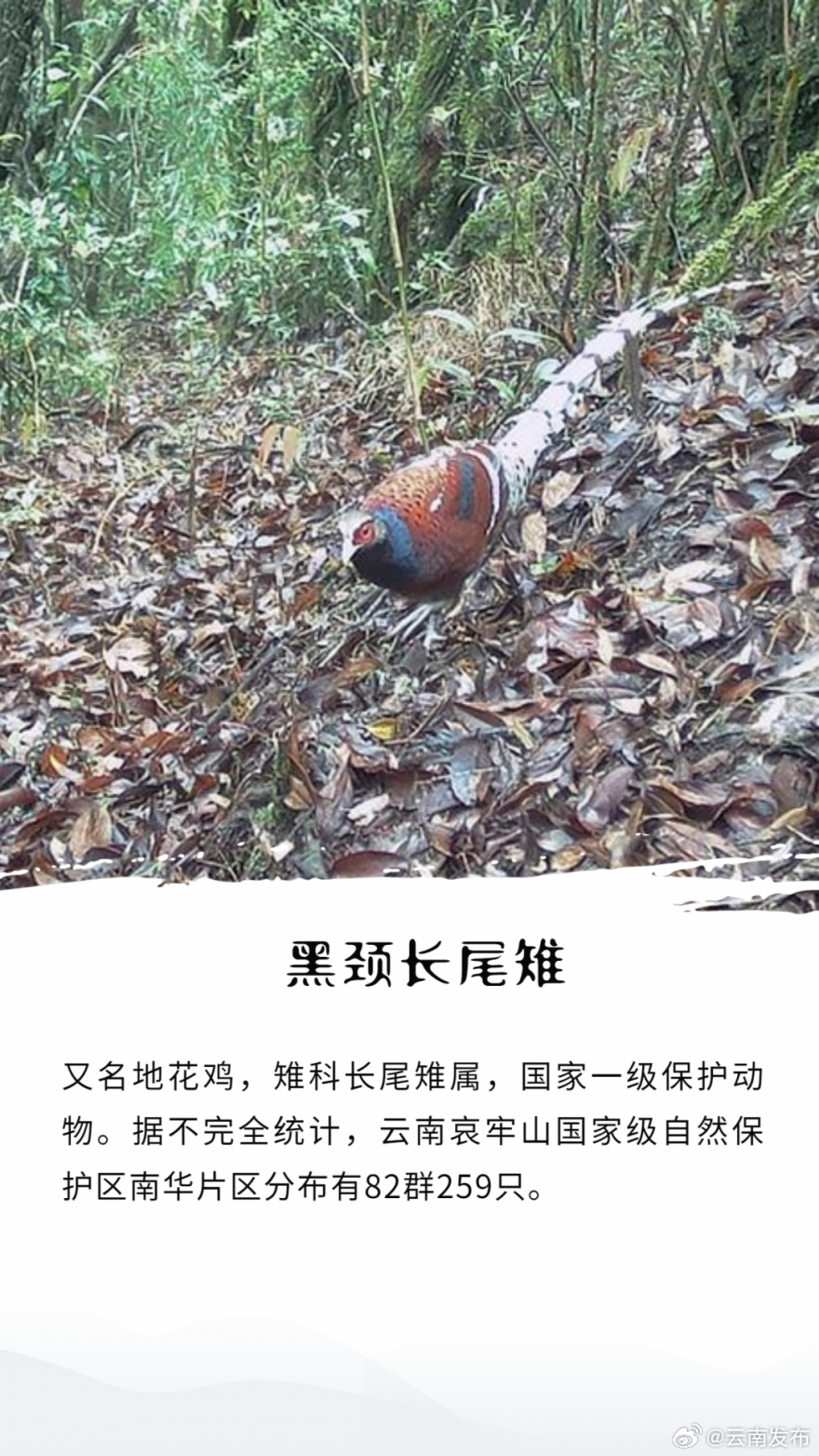 云南发布