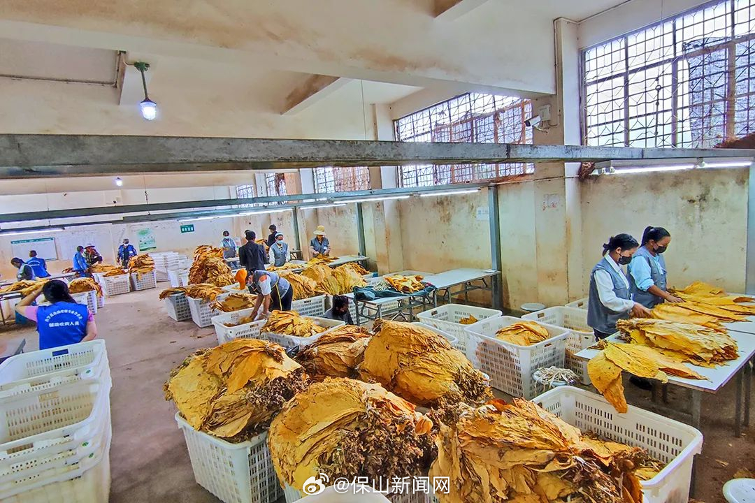 更戛翁堵拉开烤烟收购序幕