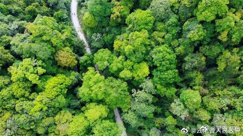 为林草产业高质量发展注入金融“活水”！云南出台实施意见