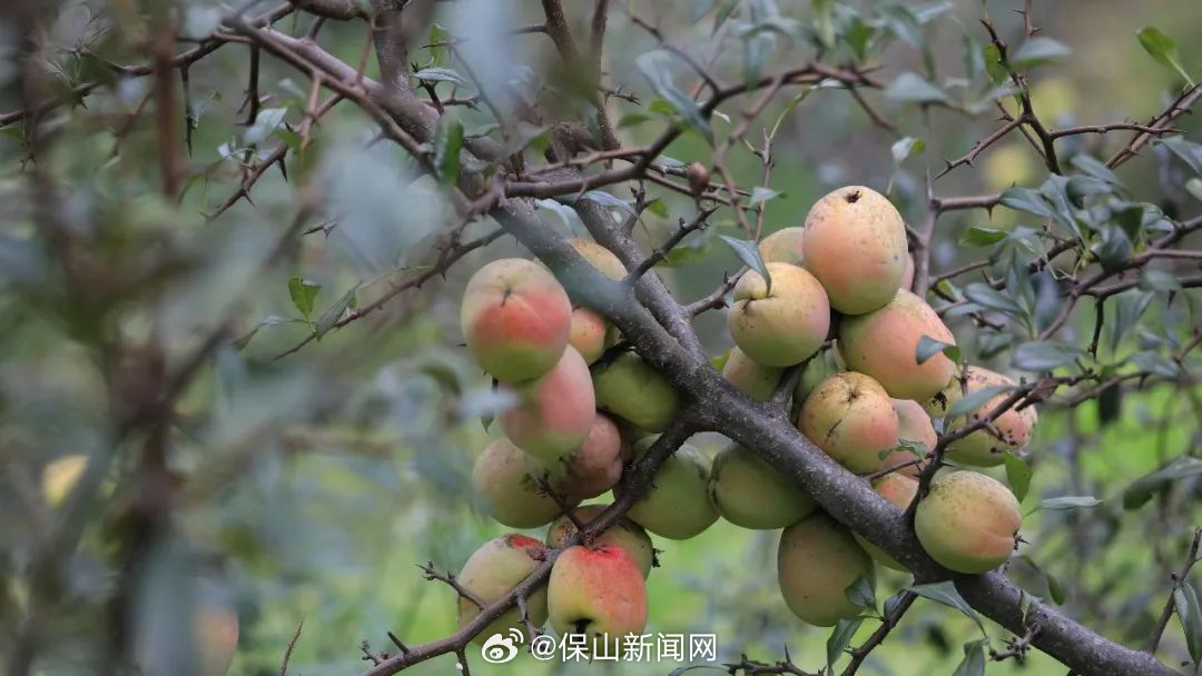 保山新闻网