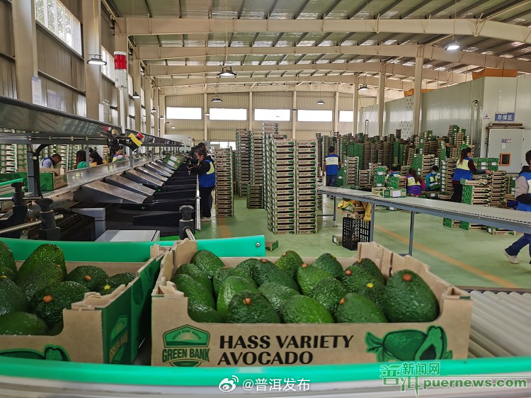 孟连县：“智能化”让牛油果分选更加高效精准