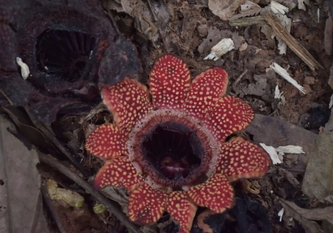 西双版纳望天树景区