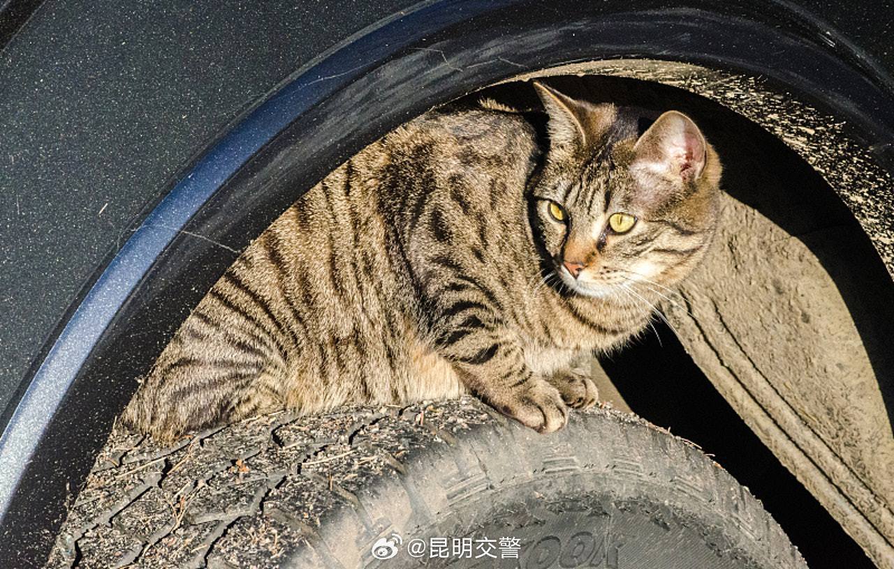 昆明交警