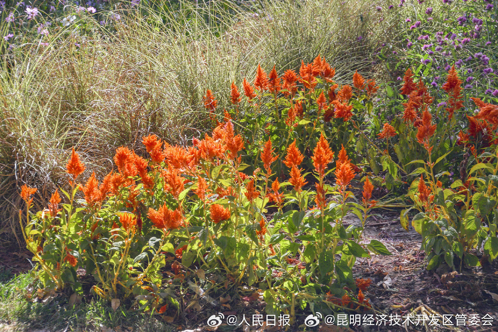 昆明经济技术开发区管委会