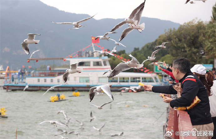红嘴鸥“先头部队”已抵达昆明