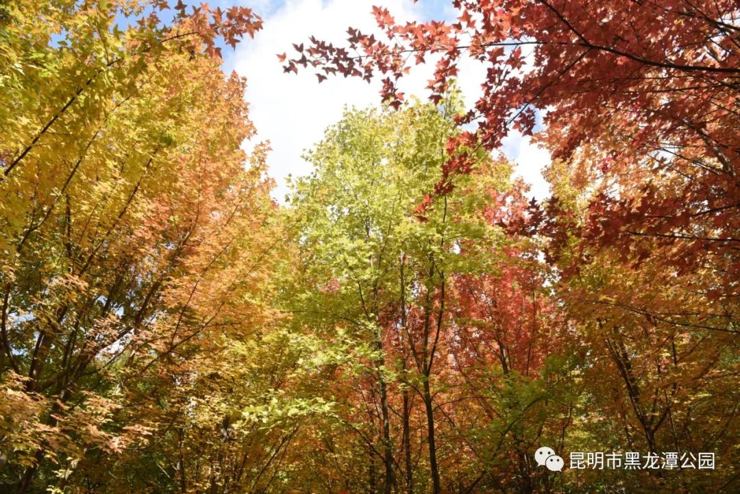 昆明市黑龙潭公园