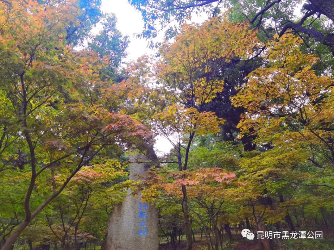昆明市黑龙潭公园