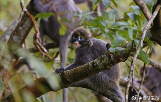 萌猴也“馋秋”！保山龙陵拍到一级“国保”享用桐花大餐