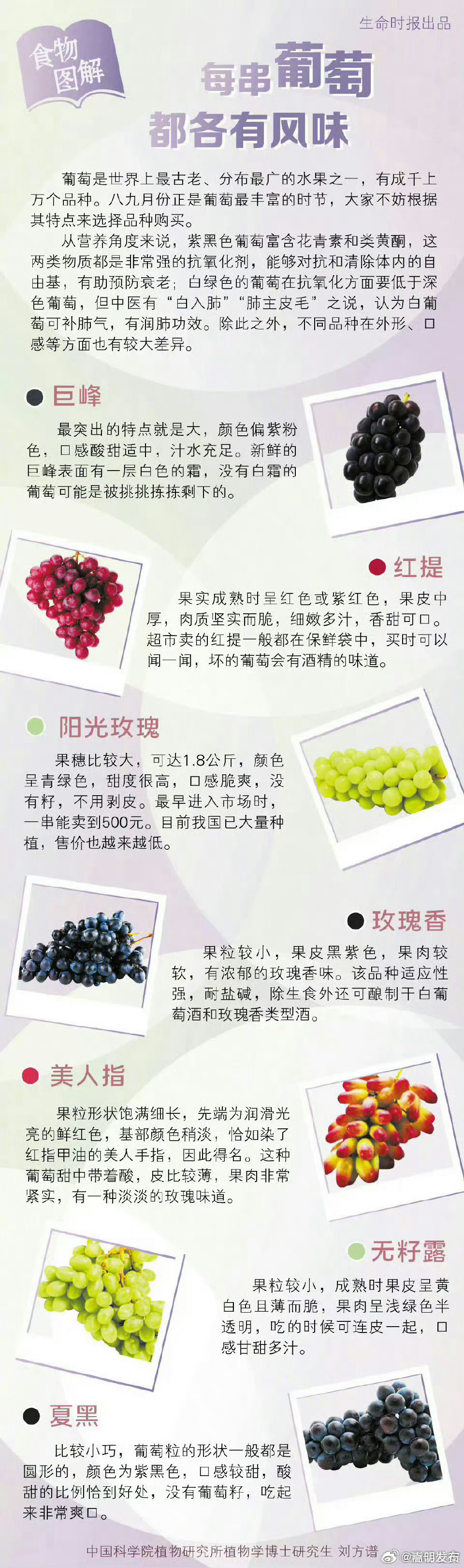 每串葡萄各有不同美味