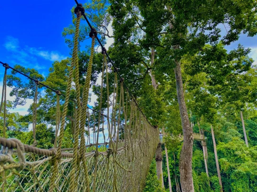 西双版纳望天树景区