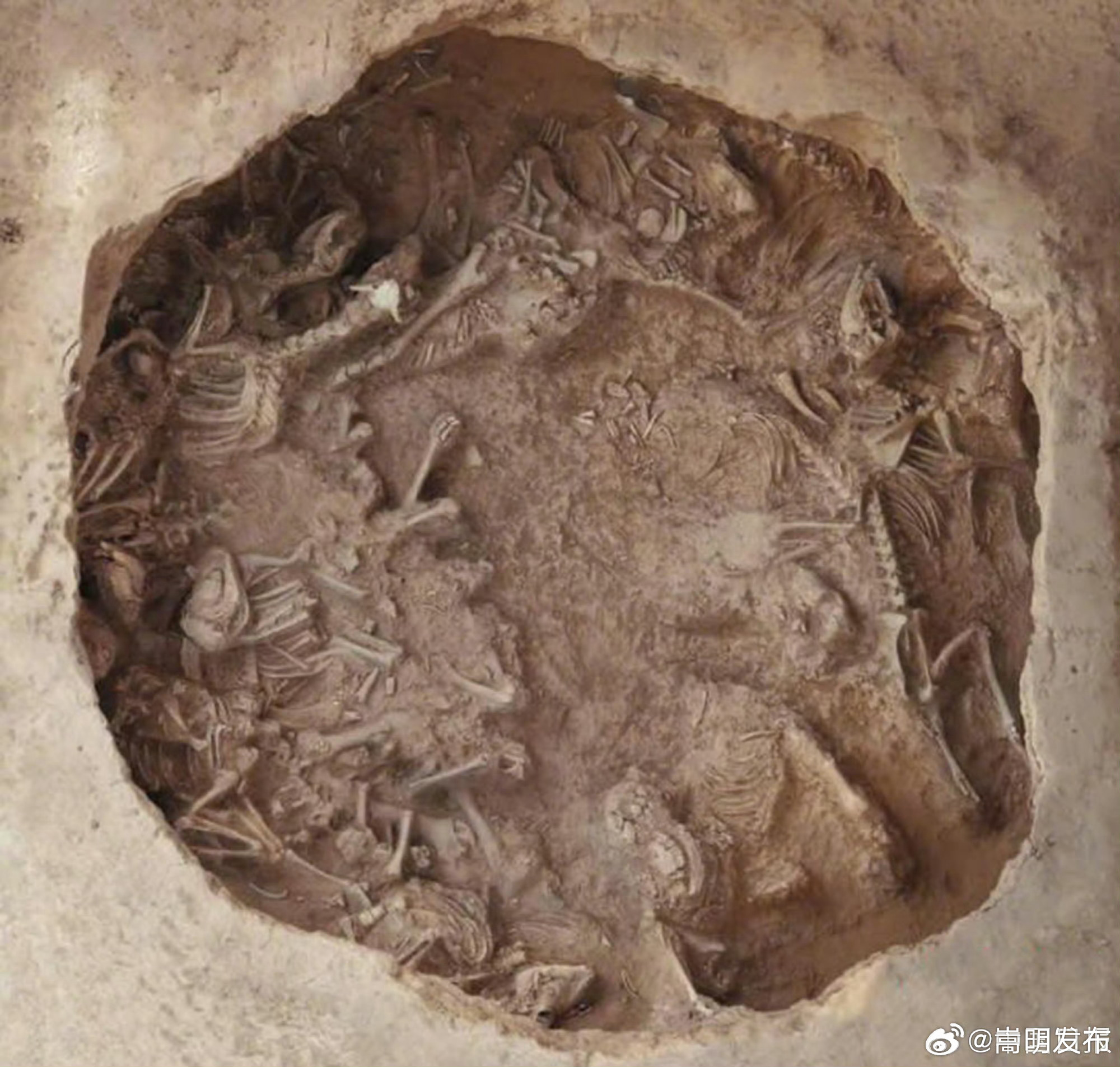 山西绛县西吴壁遗址发现一座兽骨坑 系最早“牛羊猪狗”祭牲组合