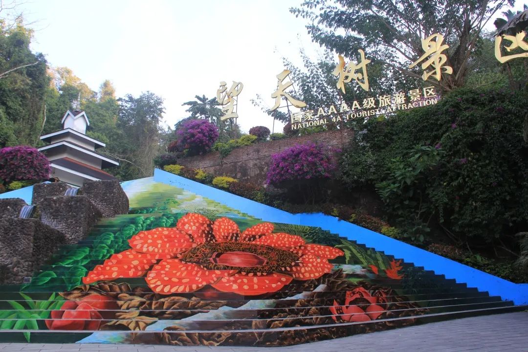 西双版纳望天树景区