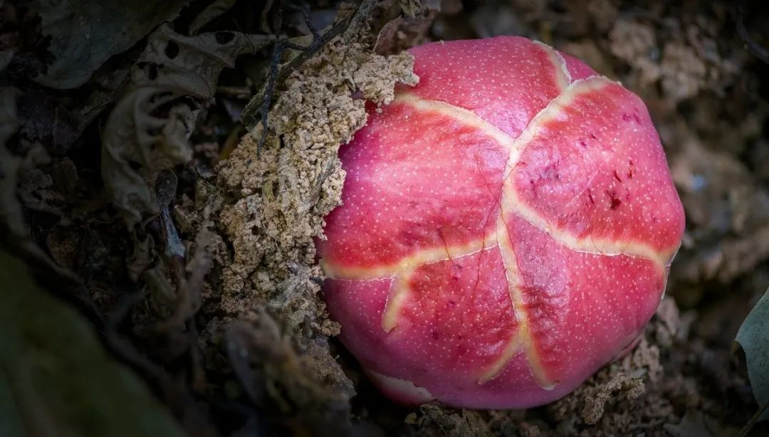 西双版纳望天树景区