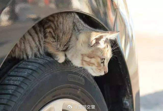 昆明交警