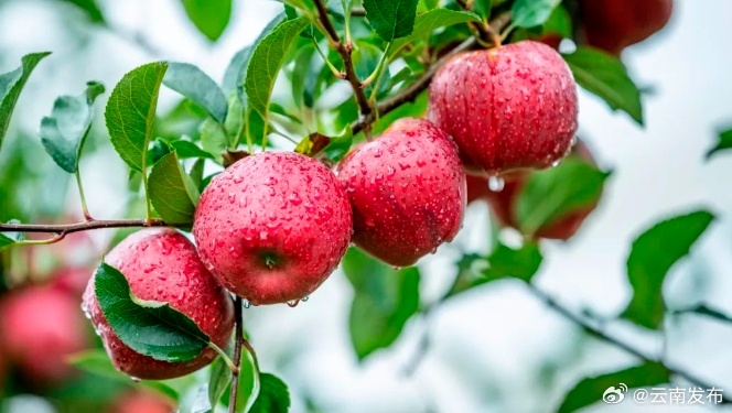 2023产季昭通苹果预计产值达130亿元