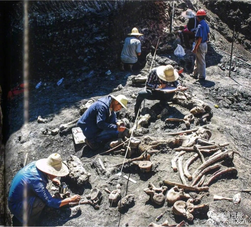 云南昭通发现晚中新世600多万年前巨型竹鼠