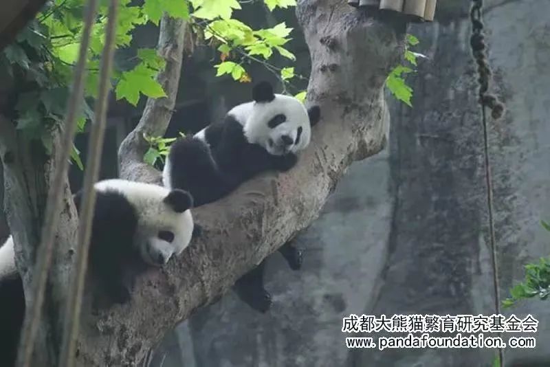 春城晚报