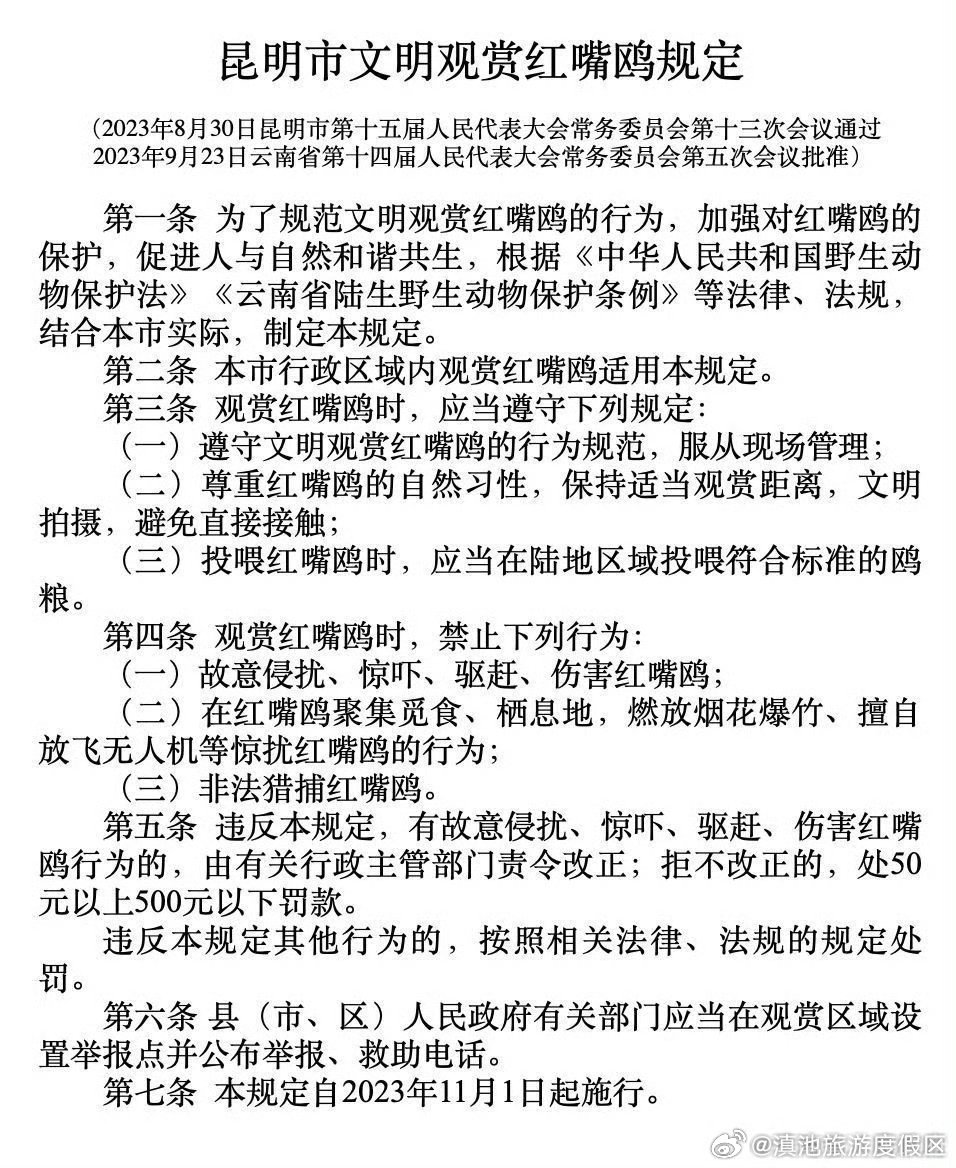 这些行为将被禁止！《昆明市文明观赏红嘴鸥规定》11月1日起施行