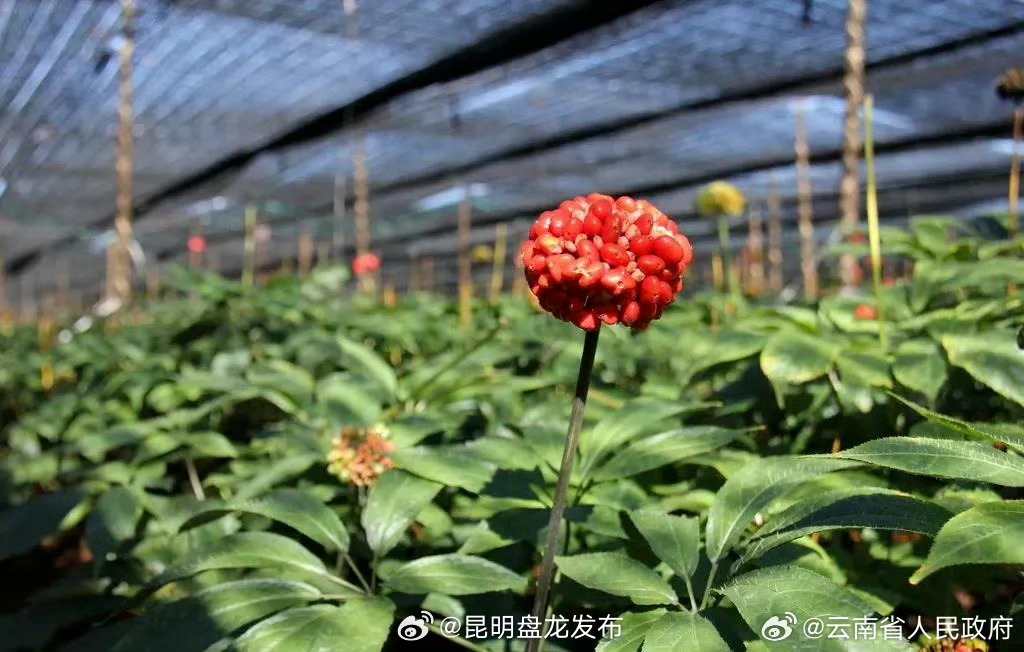 加强中药材规范化生产和质量管理，云南出招！