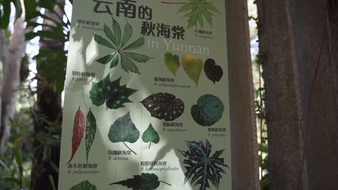 西双版纳先锋