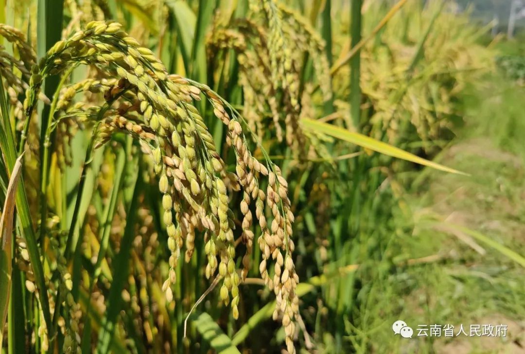 云南省人民政府网