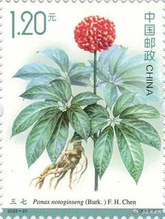 文山三七特种邮票上线