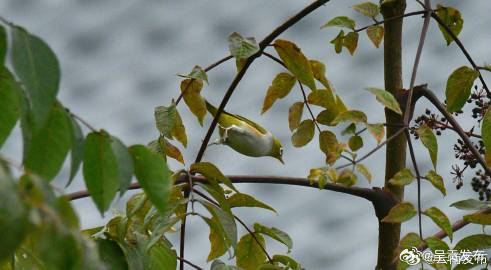 云南大山包保护区首次发现红胁绣眼鸟